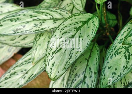 Blatt der tropischen Pflanze 'Aglaonema Commutatum Silver Queen' mit schönen Silbermarkierungen Stockfoto