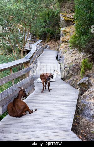 Ziegen auf dem „Passadiços do Paiva Trailhead Areinho“ im Geopark Arouca, am Fluss Paiva, in der Nähe von Porto, Portugal, wurden zum innovativsten Tourismus gewählt Stockfoto