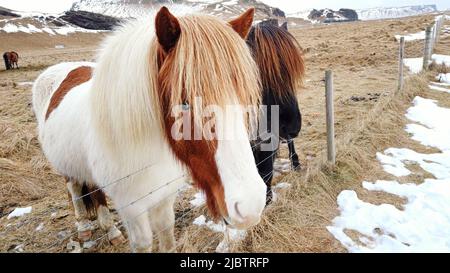 Isländische Pferde sind für Island sehr einzigartige Kreaturen. Diese Pferde sind wahrscheinlicher Ponys, aber ziemlich größer und sie sind in der Lage, har zu überleben Stockfoto