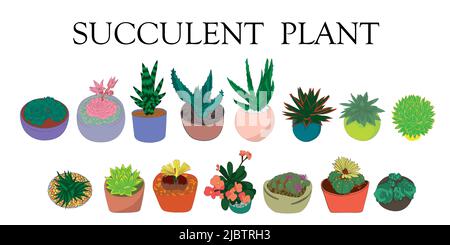 Sukkulente Pflanze. Illustration von Sukkulenten. Handgezeichnete Pflanzen. Stock Vektor