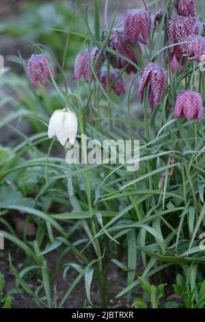 Weiße Schlangenkopf Fritillary Plant aus der Nähe, mit grüner Natur entkofften Hintergrund und purpurrot . Karierte glockenförmige Blume im Park Stockfoto