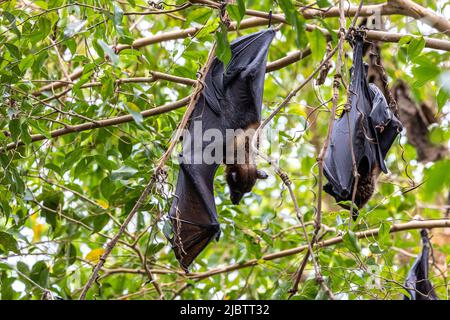 Strohbärte Fruchtbat - Eidolon helvum, schönes kleines Säugetier aus afrikanischen Wäldern und Wäldern, Bwindi, Uganda. Stockfoto
