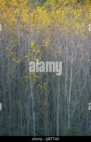 Sonnenlicht erhellt das farbenfrohe Baldachin der Herbstpappel im Courel-Gebirge in Lugo Galicia Stockfoto