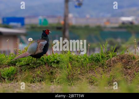 Grüner Feldfasant, der Nationalvogel Japans, auf einem grasbewachsenen Hügel mit Blick auf die vorstädtische Zersiedelung Stockfoto