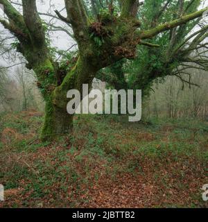 Zwei alte und sehr dicke Eichen, die mit Moos und Reben bedeckt sind, in Lugo Galicia Stockfoto