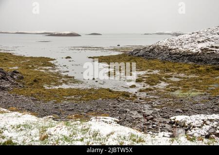 Kleine Bucht in Stykkisholmur, Island, mit Algen und Felsen sowie frisch gefallener Schnee an einem kalten Tag im Mai Stockfoto