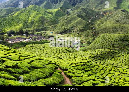 Landschaftlich reizvolle Aussicht auf die Cameron Bharat Tea Plantation in der Nähe der kleinen Stadt Tanah Rata in den Cameron Highlands, Pahang State, Malaysia. Der Stockfoto
