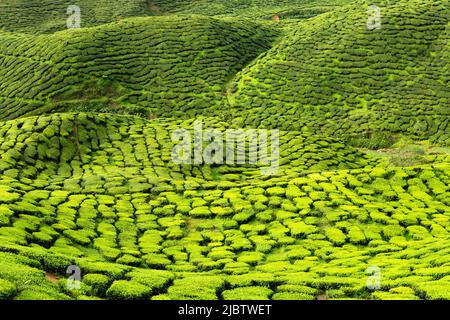 Landschaftlich reizvolle Aussicht auf die Cameron Bharat Tea Plantation in der Nähe der kleinen Stadt Tanah Rata in den Cameron Highlands, Pahang State, Malaysia. Der Stockfoto