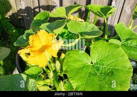 Kürbispflanze mit großer gelber Blüte im Sonnenschein Stockfoto