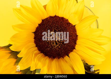 Bouquet von gelben Sonnenblumen in einer Glasvase Nahaufnahme Stockfoto