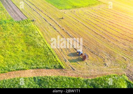 Der Bauer lagert in der Sommersaison Futter für Rinder. Luftaufnahme eines Traktors, der Heu in Reihen mit einem Scheibenrechen sammelt Stockfoto