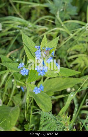 Grüne Alkanet-Wildpflanze mit blauen Blüten. Stockfoto