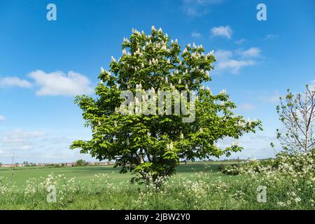 Blühender Kastanienbaum mit weißen Kerzen Stockfoto