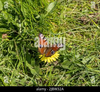 Pfauenschmetterling, der sich von der gelben Blume ernährt Stockfoto