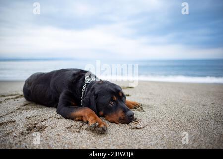 Ein trauriger, schöner aufmerksamer Hund der Rottweiler-Rasse liegt an einem Sandstrand und lauscht den Geräuschen um ihn herum und wartet auf seinen Besitzer Stockfoto
