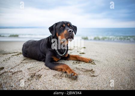 Ein trauriger, schöner aufmerksamer Hund der Rottweiler-Rasse liegt an einem Sandstrand und lauscht den Geräuschen um ihn herum und wartet auf seinen Besitzer Stockfoto