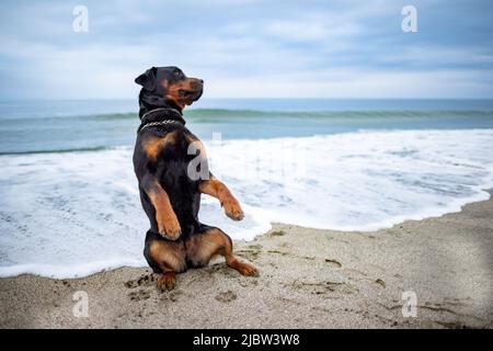 Ein schöner stolzer Großhund der Rottweiler-Rasse sitzt an einem Sandstrand vor der Kulisse eines stürmischen Meeres und blickt in die Ferne Stockfoto