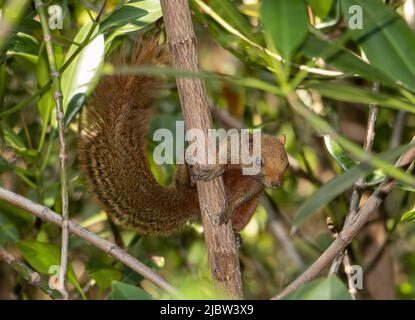 Das rotbauchige Eichhörnchen klettert auf den Baum. Pallas-Eichhörnchen (Callosciurus erythraeus) in tropischer Natur, Thailand. Stockfoto