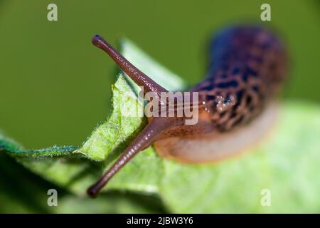 Schnecke ohne Schale. Leopardenschnecke LiMax maximus, Familie Limacidae, kriecht auf grünen Blättern. Frühling, Ukraine, Mai. Hochwertige Fotos Stockfoto