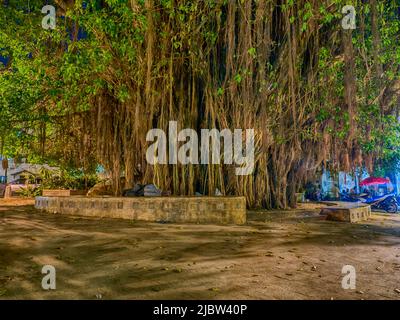 Stone, Town, Sansibar - Feb 2021: Ein riesiger Feigenbaum im Zentrum von Stone Town. Tansania. Afrika Stockfoto