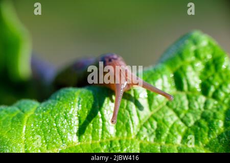 Schnecke ohne Schale. Leopardenschnecke LiMax maximus, Familie Limacidae, kriecht auf grünen Blättern. Frühling, Ukraine, Mai. Hochwertige Fotos Stockfoto