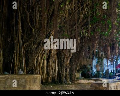 Stone, Town, Sansibar - Feb 2021: Ein riesiger Feigenbaum im Zentrum von Stone Town. Tansania. Afrika Stockfoto