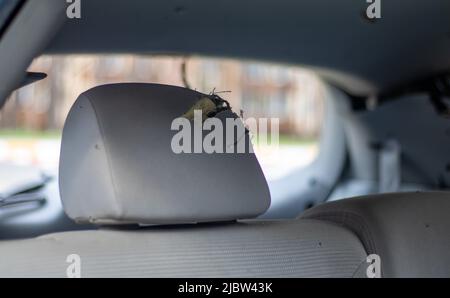 Der Innenraum des Fahrzeugs ist nach dem Unfall beschädigt, zerbrochenes Glas auf dem Sitz. Beschädigter Innenraum Stockfoto