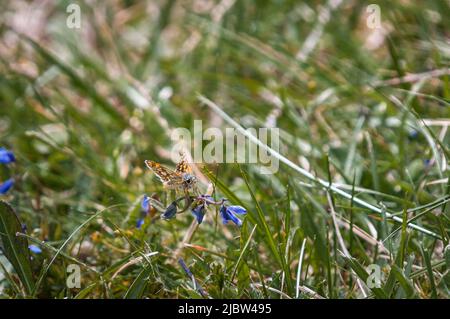 Ein Sommer-HDR-Bild des karierten Skipper Butterfly, Carterocephalus palaemon, im Allt Mhuic Nature Reserve, Lochaber, Schottland. 28 Mai 2022 Stockfoto