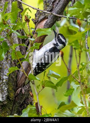 Weiblicher Haarspecht (Leuconotopicus villosus) Stockfoto