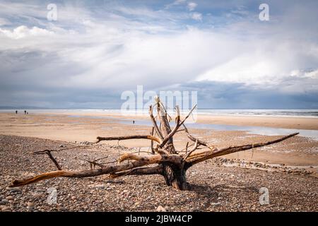 Eine Sommer-HDR-Meereslandschaft aus Treibholz am Strand von Findhorn, Moray, Schottland. 30 Mai 2022 Stockfoto