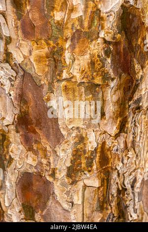 Rinde der japanischen Rotkiefer (Pinus densiflora ‘Umbraculifera’) Stockfoto