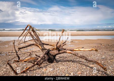 Eine Sommer-HDR-Meereslandschaft aus Treibholz am Strand von Findhorn, Moray, Schottland. 30 Mai 2022 Stockfoto