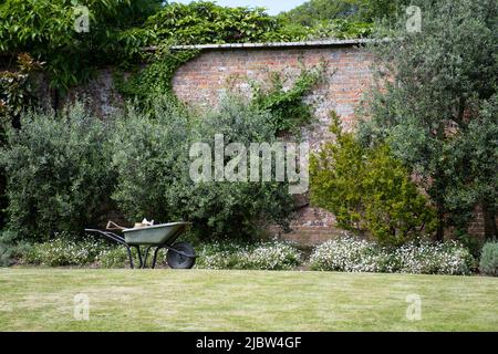 Schöner alter ummauerter Gemüsegarten, der im traditionellen Stil für frisches Gemüse und Obst im Trengwainton National Trust Garden, Cornwall, gepflanzt wurde. Stockfoto