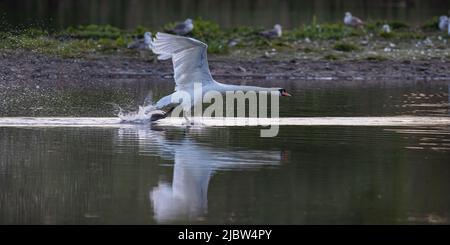 Ein stummer Schwan, zu Fuß auf dem Wasser, wie es beginnt abzuheben, mit viel Spritzwasser. Suffolk.Uk Stockfoto