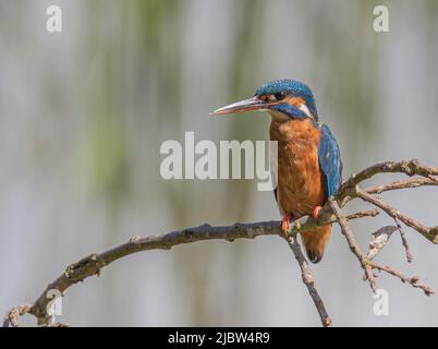 Eine Eiskönigin, Seite an, auf einem Ast, die ihre schönen Farben mit einem klaren pastellfarbenen Hintergrund zeigt. Suffolk, Großbritannien. Stockfoto