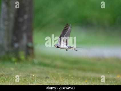 Eine wunderschöne Schwalbe (Hirundo rustica) im Flug vor einem grünen, klaren Hintergrund. Suffolk, Großbritannien. . Stockfoto