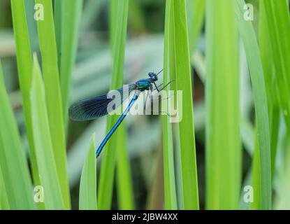 Ein männlicher gebänderter Demoiselle (Calopteryx splendens) auf einem Irisblatt. Zeigt seine hellblaue Färbung und dunkle Flügelflecken.Suffolk, UK Stockfoto