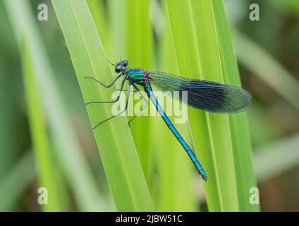 Ein männlicher gebänderter Demoiselle (Calopteryx splendens), der seine hellblaue Färbung und dunkle Flügelflecken zeigt, während er auf einem Blatt ruht.Suffolk, UK Stockfoto