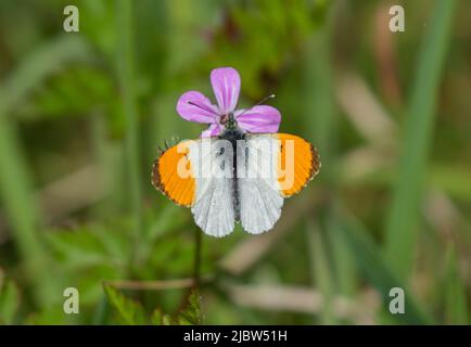 Ein männlicher Orange Tip Butterfly (Anthocharis cardamine), der sich auf einer rosa Herb Robert Blume ernährt. Norfolk, Großbritannien Stockfoto