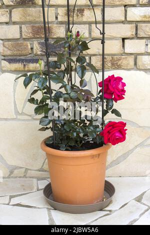 Kletterrose in einem Topf - Backstein Hintergrund Stockfoto