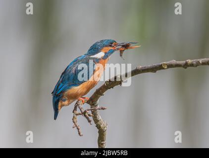 Eine bunte Eiskönigin, frisch aus ihrem Tauchgang, mit noch immer Wassertropfen auf ihren Federn und einem Fisch in ihrem langen Schnabel. Suffolk, Großbritannien Stockfoto