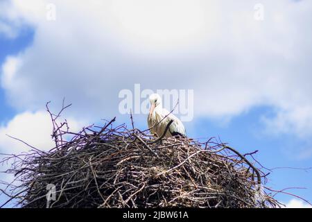 Ein Storch sitzt auf einem Nest vor einem wolkigen Sommerhimmel Stockfoto