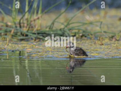 Ein flauschiges Baby Moorhen ( Gallinula chloropus) auf eigene Faust , Fütterung zwischen der Decke Unkraut auf einem Bauernhof Teich .Suffolk, Großbritannien Stockfoto