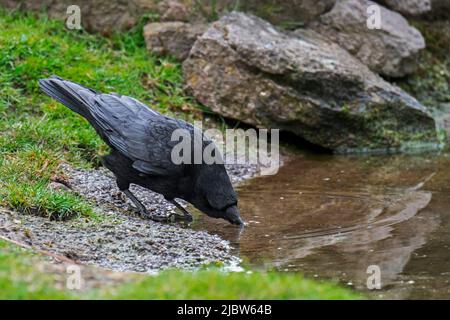 Aaskrähe (Corvus corone) Trinkwasser aus dem Teich Stockfoto