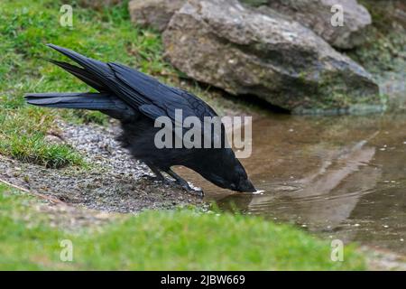 Aaskrähe (Corvus corone) Trinkwasser aus dem Teich Stockfoto