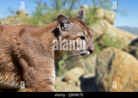 Nahaufnahme eines Porträts von Puma / puma / Berglöwen / Panther (Puma concolor) auf der Jagd in der nordamerikanischen Sonoran Wüste, Arizona, USA Stockfoto