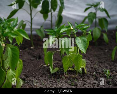 Einige Pfefferpflanzen wachsen in einem Gewächshaus. Nahaufnahme. Stockfoto