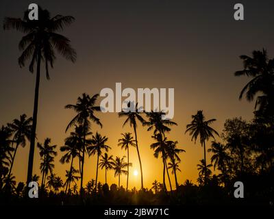 Tropischer Sonnenuntergang in Sansibar zwischen riesigen Palmen. Afrika Stockfoto