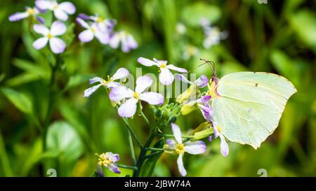 Erwachsene weibliche Schwefel-Schmetterling (Gonepteryx Rhamni) auf einer Rettichblüte (Raphanus Sativus) Stockfoto