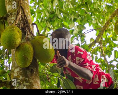 Sansibar, Tansania - Feb, 2021: Afrikanischer Mann zeigt Jackfrucht, die auf dem Baum wächst - die Frucht des Laib-Baumes (Artocarpus heterophyllus) Stockfoto